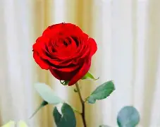 悟空体育-铿锵玫瑰，勇者无惧！运动冠军气势如虹