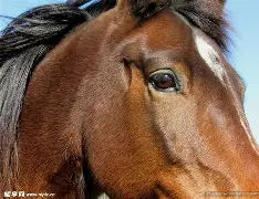 悟空体育官方网站-马拉加卡利亚里争胜，神威仍存